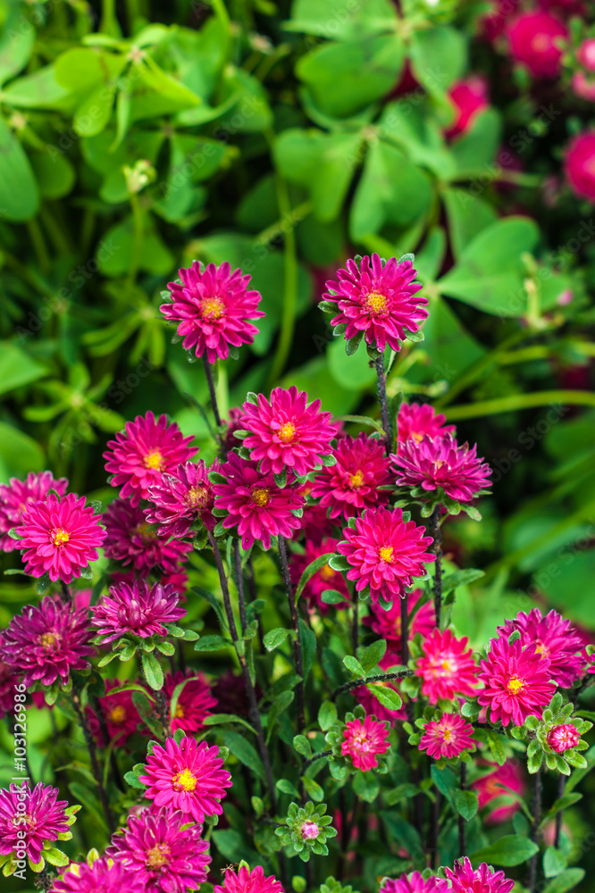 Small pink asters in the park. Selective focus Small pink asters in the park. Selective focus