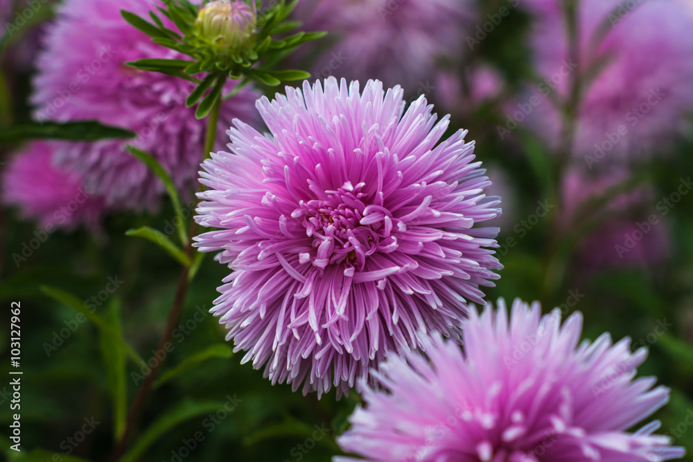 Pink asters in the park Pink asters in the park