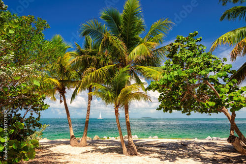 Fototapeta Naklejka Na Ścianę i Meble -  Palm trees on a tropical beach Key West, Caribbean sea