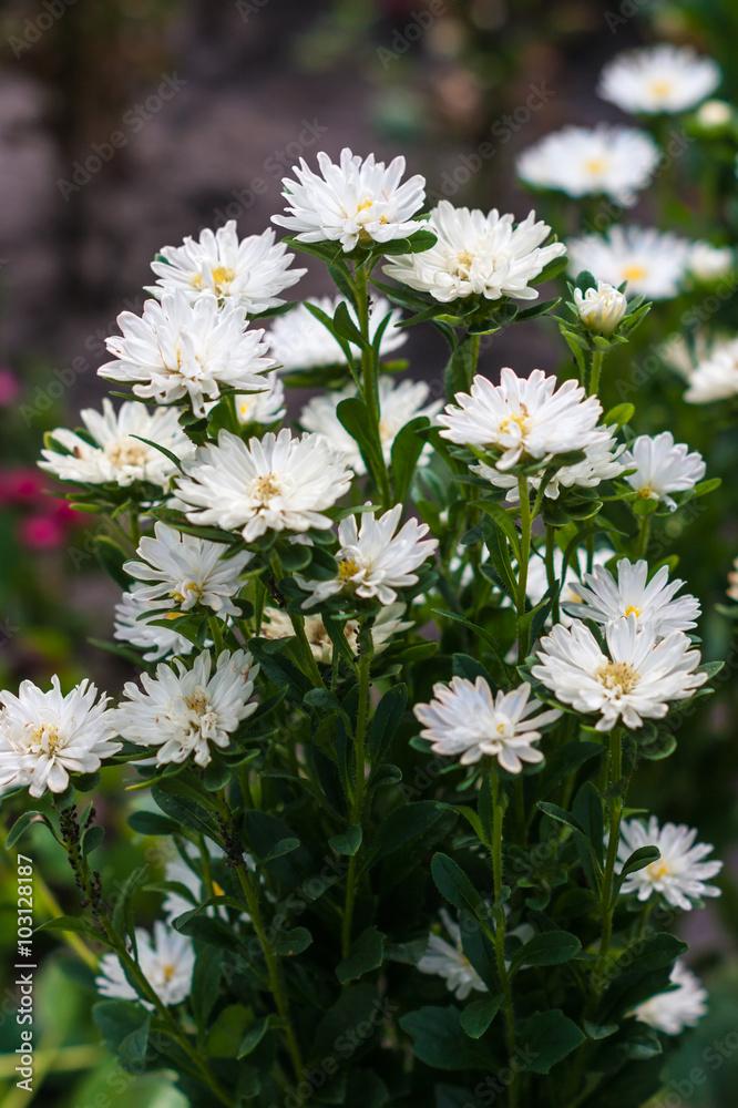 Small white asters in the park. Selective focus