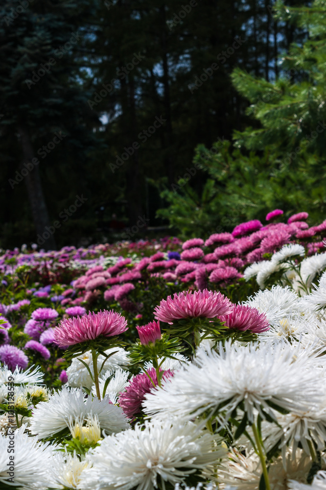 Obraz premium Field of pink and white asters
