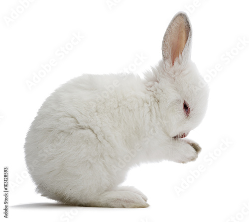 Studio shot of a white baby rabbit isolated on white background. photo