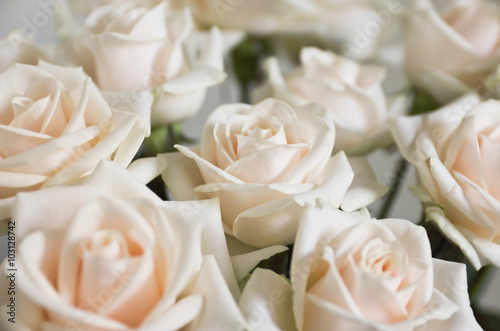 white roses