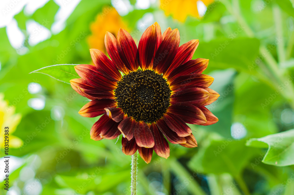 Obraz premium Sunflower in the garden