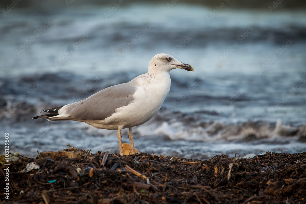 Fototapeta premium Seagull on the seashore