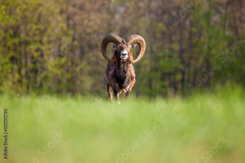 Wild alfa mouflon