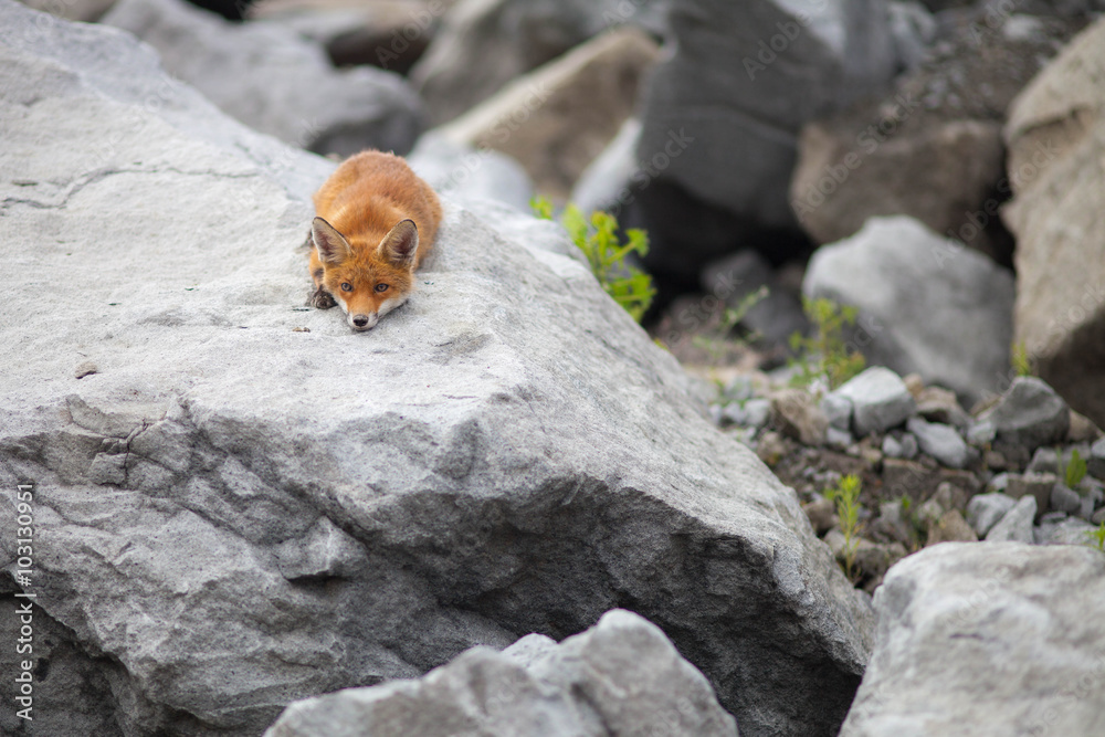 Sleeping fox in quarry