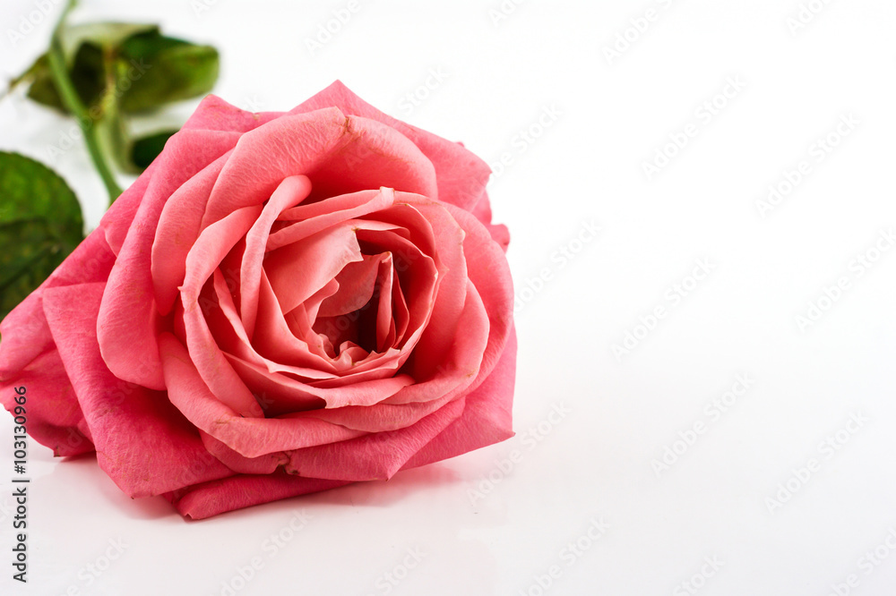 Pink rose closeup on the white background. Valentine day Pink rose closeup on the white background. Valentine day