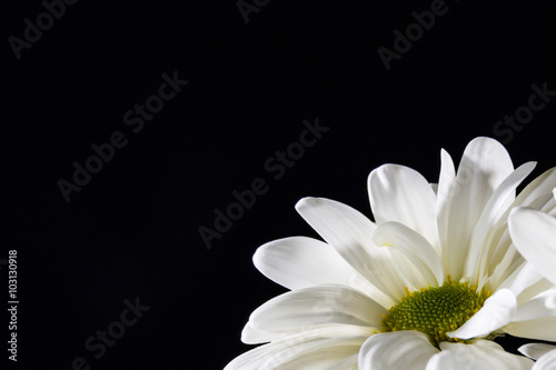 Valentine white chrysanthemums on the black background