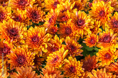 Orange chrysanthemums field