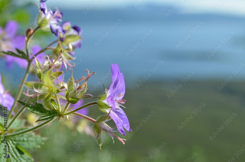 Φωτογραφία Pink flowers of woodland geranium on mountain slope overlooking lake Torneträsk,