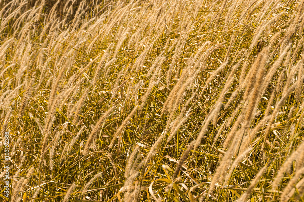 Fototapeta premium Tall gold grass