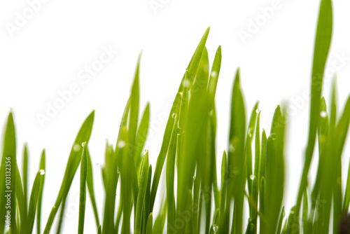 green shoots of wheat