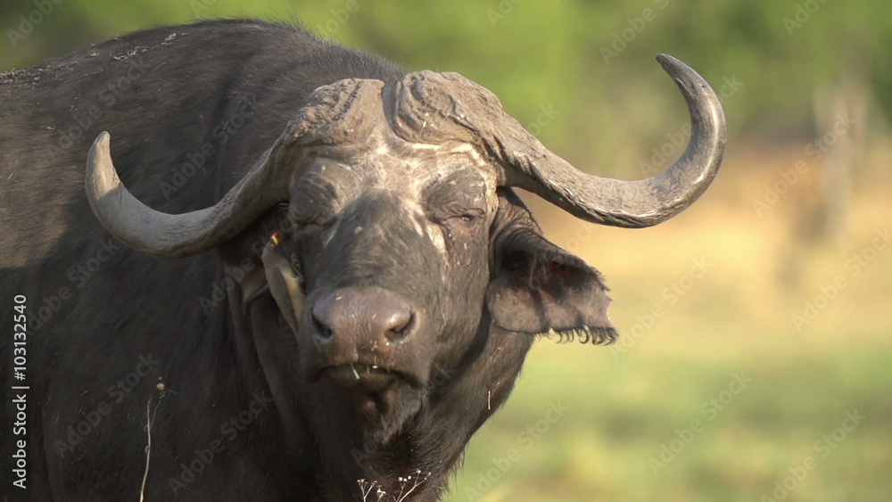 Slow motion of buffalo bull with oxpeckers looking at camera and shaking head Slow motion of buffalo bull with oxpeckers looking at camera and shaking head