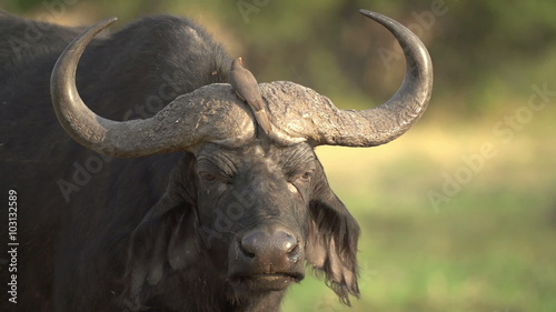 Cape buffalo bull with oxpecker sitting on its horns