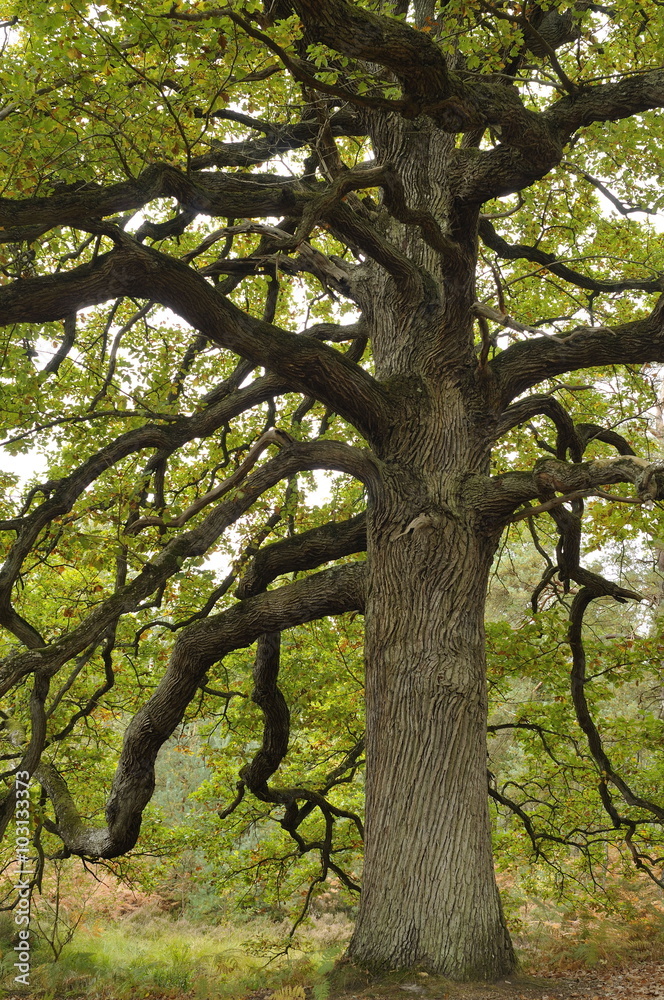 Vieux chêne rouvre centenaire (forêt de Rambouillet) 78  