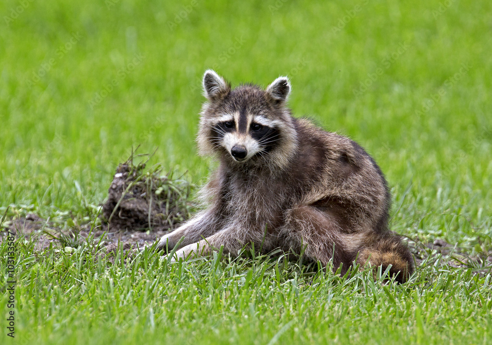 Fototapeta premium Injured Raccoon (Procyon lotor)