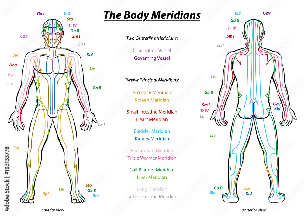 Fotografija, Poster Meridian System Chart - Male body with principal and  centerline acupuncture meridians - anterior and posterior view -  Traditional Chinese Medicine - Isolated vector illustration on white  background - Europosteri.hr