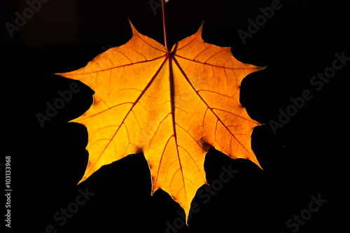 Yellow maple leaf isolated on a black background