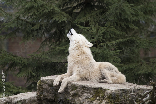 hurlement du loup blanc