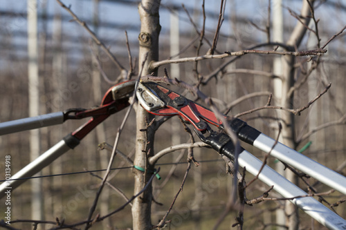 pruning in the orchard