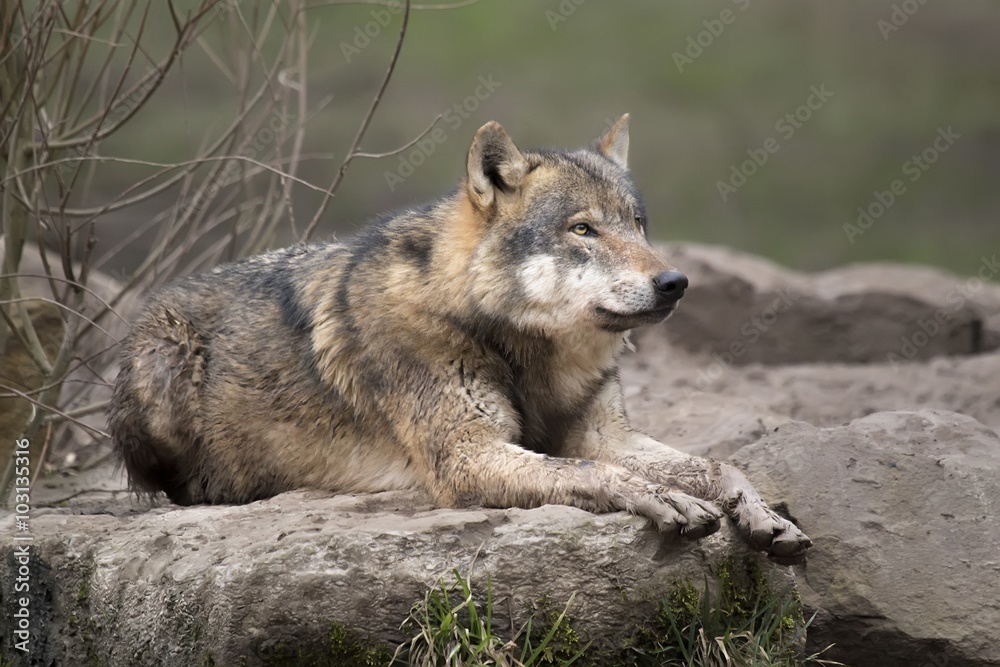 Loup gris
