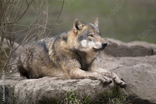 Obraz na płótnie Loup gris w salonie