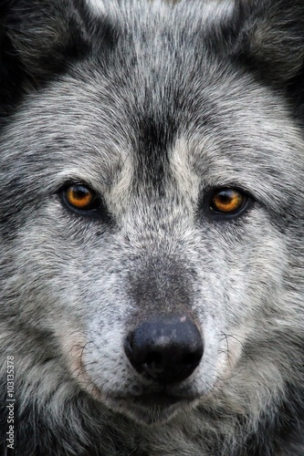Loup noir © Patrick J.