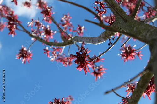 A beautiful sunny day with a blue sky and a tree with the red seeds.
