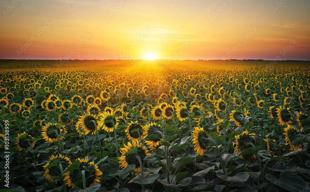 Obraz premium Sunflower fields in warm evening light.