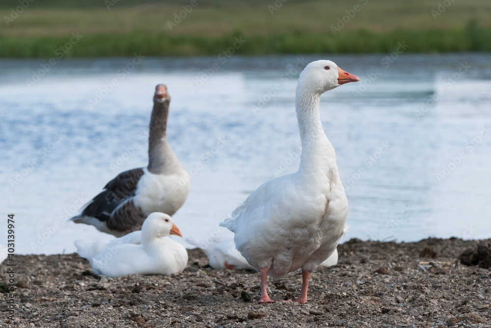 Goose with his family on the shore