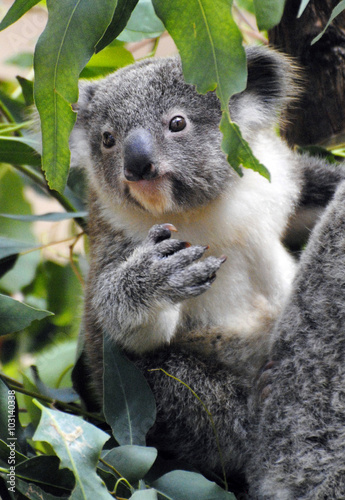 Baby koala