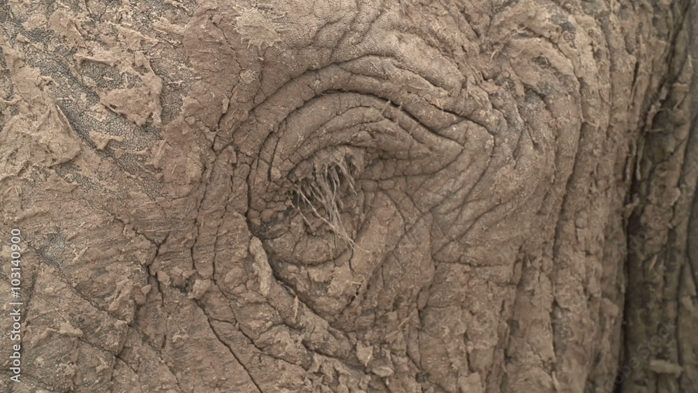 custom made wallpaper toronto digitalClose-up of elephant eye and eye lashes encrusted with mud