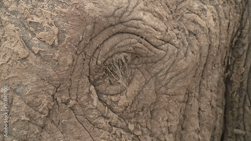 Wallpaper Mural Close-up of elephant eye and eye lashes encrusted with mud Torontodigital.ca