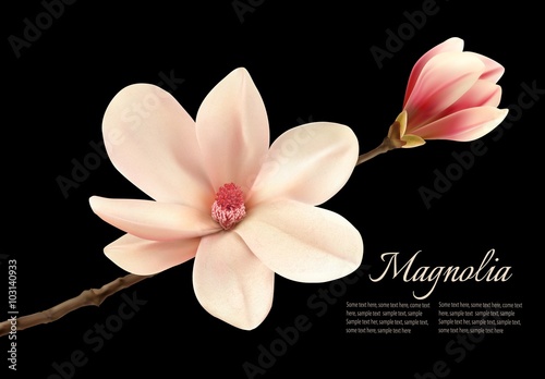 Fototapeta Naklejka Na Ścianę i Meble -  Beautiful white magnolia flower isolated on a black background.