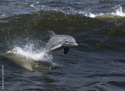 Valokuvatapetti Bottlenose Dolphin (Tursiops truncates)