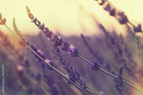 Fototapeta Naklejka Na Ścianę i Meble -  Lavender field at summer sunset. Close up of lavender flower over blurred background. 