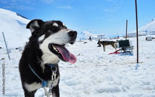 Husky dog on the snow in Alaska
