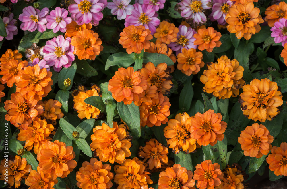 colorful of Zinnia flower colorful of Zinnia flower