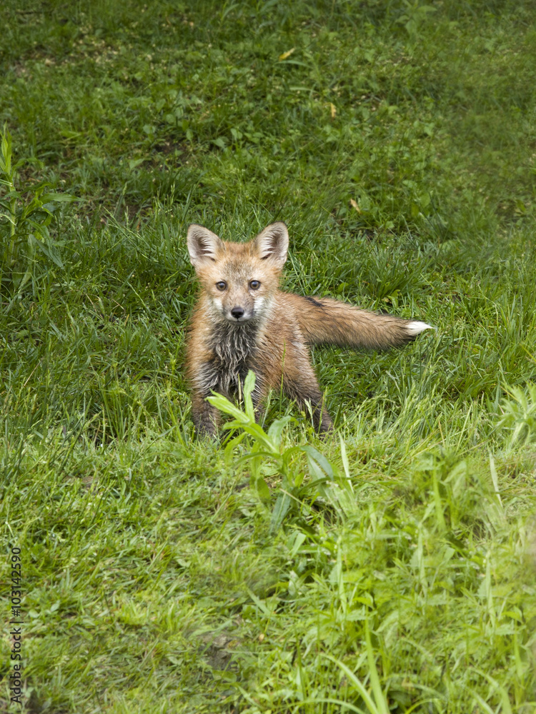 Red Fox Kit Red Fox Kit