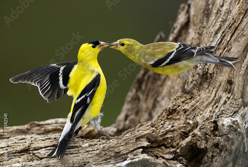 Leinwand Poster American Goldfinch (Carduelis tristis)