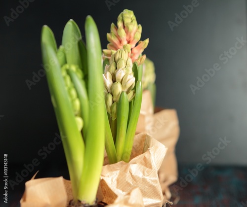 Hyacinth plants in wrapping paper on the wooden table