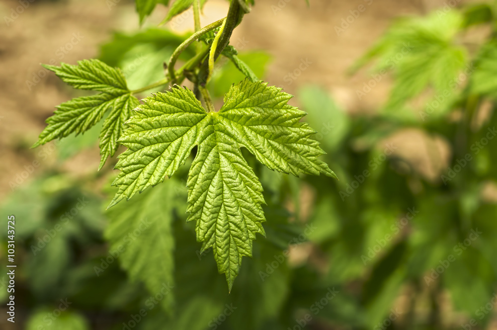 leaves of hops plants in the field, selective focus leaves of hops plants in the field, selective focus