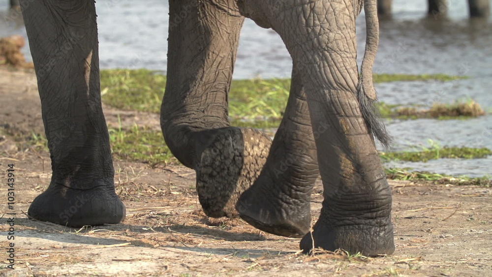 Slow motion of elephant legs walking away from camera Slow motion of elephant legs walking away from camera