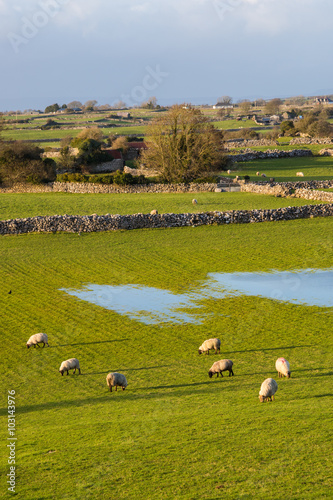 Sheep in Ireland photo