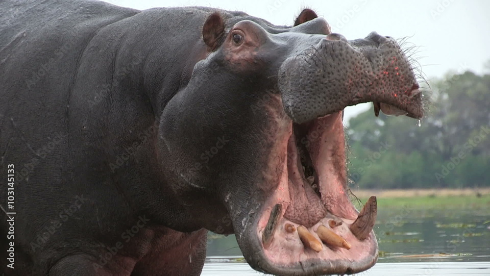 Bull hippo with mouth open in aggressive stance