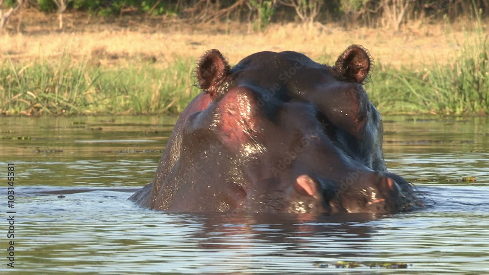Bull hippo emerging from water and advancing threateningly towards camera Bull hippo emerging from water and advancing threateningly towards camera