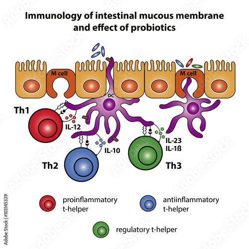 Intestinal Mucous Membrane