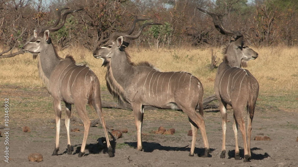 Three magnificent kudu bulls Three magnificent kudu bulls