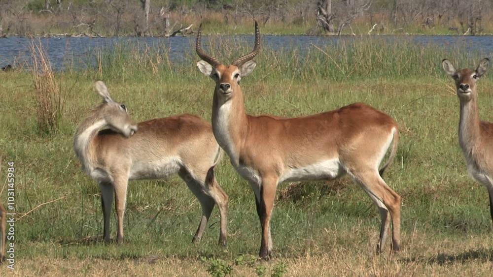 Herd of Red Lechwe in the Okavango Delta Herd of Red Lechwe in the Okavango Delta
